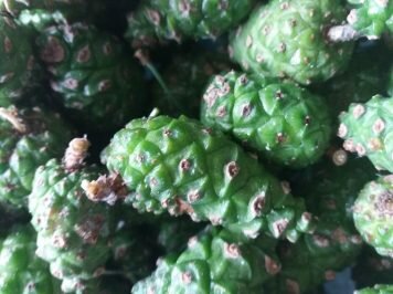 Syrop z sosnowych szyszek dla zdrowotności